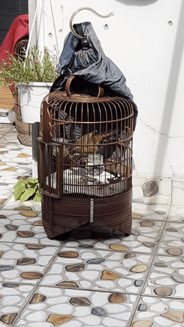 Mái VIB hộ chiến OK. Mua bán Chim tại Huyện Hóc Môn Tp Hồ Chí Minh được đăng bởi an nguyen hình 1