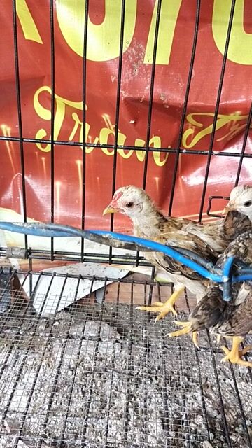 Gà tre Bắc 5 con. Mua bán Gà tại Quận Ninh Kiều Cần Thơ được đăng bởi vô tận hình 1