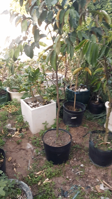 Cây ăn quả Lò Rèn 2 mét 3 cây. Mua bán Cây cảnh, đồ trang trí tại Huyện Nhà Bè Tp Hồ Chí Minh được đăng bởi Minh Nghiêm hình 1