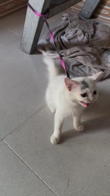 Mèo Anh lông dài Trắng. Mua bán Mèo tại Quận Liên Chiểu Đà Nẵng được đăng bởi thịnh hình 1