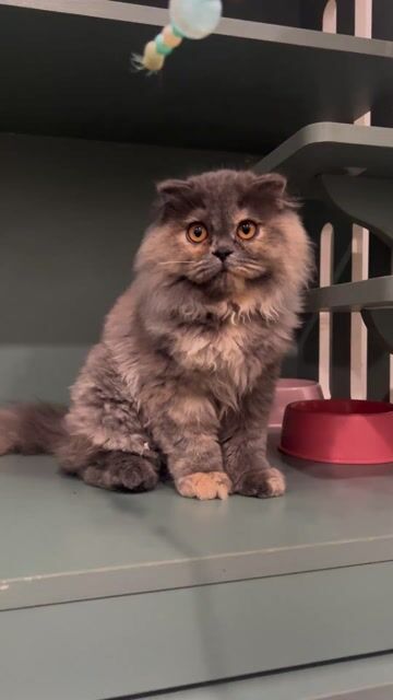 Ald Tam Thể Cái Cụp 3,5 Tháng Tuổi. Mua bán Mèo tại Quận Hai Bà Trưng Hà Nội được đăng bởi Family Pet Shop hình 1