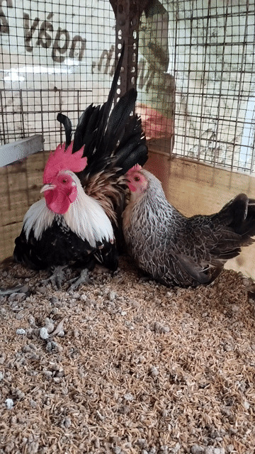 cặp tre thái mini chuối lửa chân lùn . Mua bán Gà tại Quận Tân Phú Tp Hồ Chí Minh được đăng bởi Dienkhang hình 1