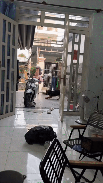 Chó Becgie cái 9 tháng Đen vàng. Mua bán Chó tại Thành phố Thuận An Bình Dương được đăng bởi Phùng Tuấn Huy hình 1
