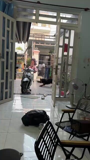 Chó Becgie cái 9 tháng Đen vàng. Mua bán Chó tại Thành phố Thuận An Bình Dương được đăng bởi Phùng Tuấn Huy hình 1