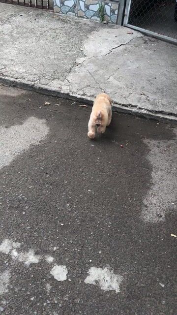 Chó Poodle kem 7 tháng. Mua bán Chó tại Quận Bình Thuỷ Cần Thơ được đăng bởi Danh Nguyễn hình 1