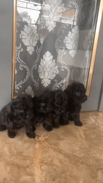 Chó Poodle Đen Cả Hai. Mua bán Chó tại Thành phố Buôn Ma Thuột Đắk Lắk được đăng bởi Anh khoa hình 1