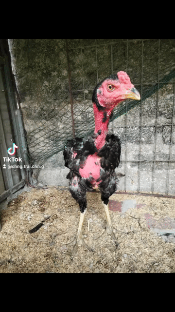 Gà tơ Đen đỏ. Mua bán Gà tại Huyện Đông Sơn Thanh Hóa được đăng bởi Gà Đòn Đông Lĩnh hình 1