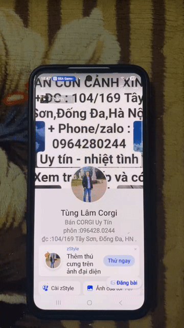 Cốccốc!Ai gọiđó?Conlà Corgi!Nếu corgi cho xem chân. Mua bán Chó tại Quận Đống Đa Hà Nội được đăng bởi Tùng Lâm corgi hình 1