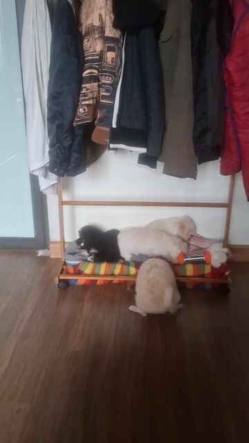 Chó con Đen Kem đã tiêm phòng. Mua bán Chó tại Quận Bắc Từ Liêm Hà Nội được đăng bởi Hieu Nguyen hình 1