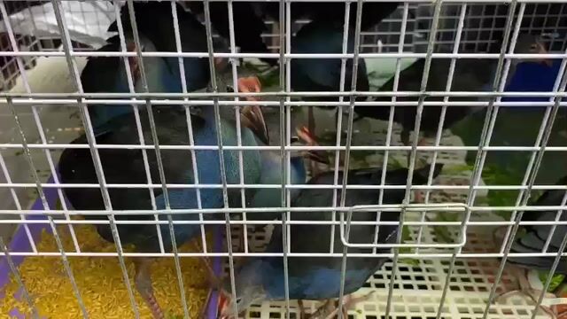 Trích cồ thuần - nuôi cảnh. Mua bán Chim tại Quận Bình Tân Tp Hồ Chí Minh được đăng bởi Nông Trại Xanh Phương Nam hình 1