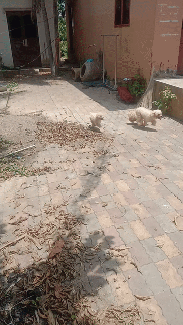 Chó Poodle Trắng Chân Lùn. Mua bán Chó tại Huyện Bình Chánh Tp Hồ Chí Minh được đăng bởi Lê Hoàng Minh hình 1