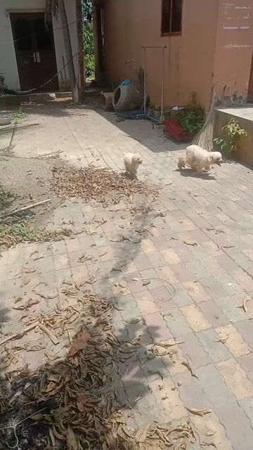 Chó Poodle Trắng Chân Lùn. Mua bán Chó tại Huyện Bình Chánh Tp Hồ Chí Minh được đăng bởi Lê Hoàng Minh hình 1