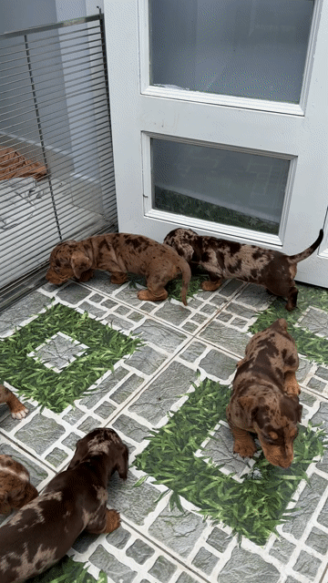 Chó lạp xưởng. Mua bán Chó tại Quận 12 Tp Hồ Chí Minh được đăng bởi VIVU PETSHOP hình 1