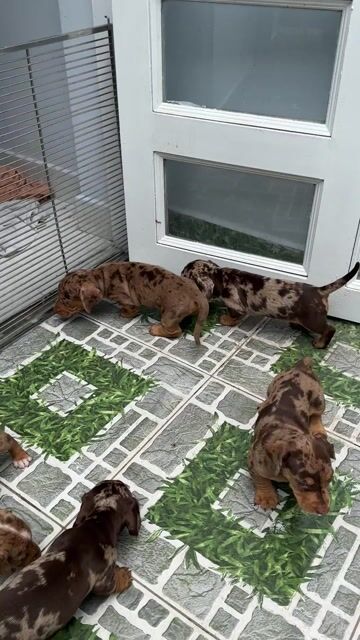Chó lạp xưởng. Mua bán Chó tại Quận 12 Tp Hồ Chí Minh được đăng bởi VIVU PETSHOP hình 1