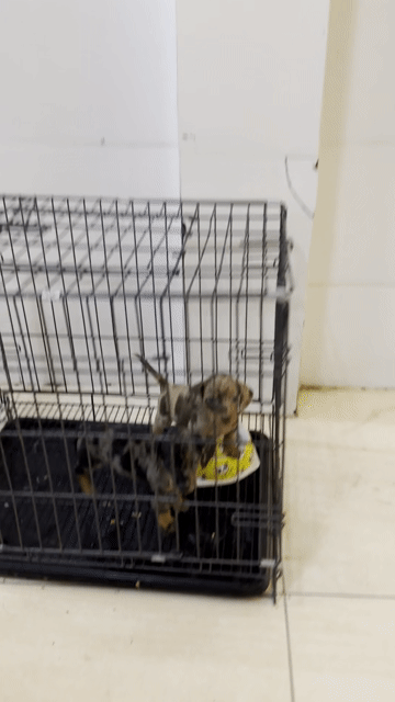 Chó Lạp Xưởng Loang Đực. Mua bán Chó tại Quận Cẩm Lệ Đà Nẵng được đăng bởi Nguyễn Hữu Anh Vũ hình 1