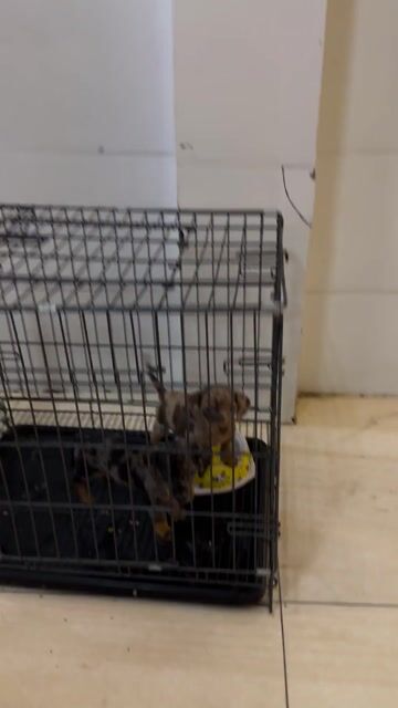 Chó Lạp Xưởng Loang Đực. Mua bán Chó tại Quận Cẩm Lệ Đà Nẵng được đăng bởi Nguyễn Hữu Anh Vũ hình 1