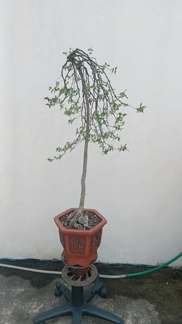 Cây cảnh Hồng Ngọc Mai 90cm Xanh tươi Đỏ. Mua bán Cây cảnh, đồ trang trí tại Huyện Quốc Oai Hà Nội được đăng bởi Nguyễn Tiến Anh hình 1