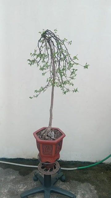 Cây cảnh Hồng Ngọc Mai 90cm Xanh tươi Đỏ. Mua bán Cây cảnh, đồ trang trí tại Huyện Quốc Oai Hà Nội được đăng bởi Nguyễn Tiến Anh hình 1