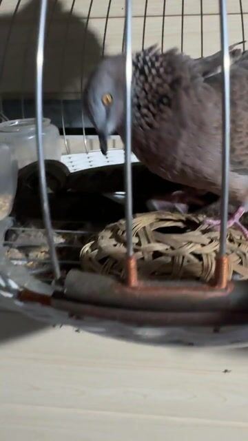 cu gáy mã bắc tầm 5 tháng tuổi khả năng trống. Mua bán Chim tại Huyện Bình Chánh Tp Hồ Chí Minh được đăng bởi Nguyễn Văn Thiện  hình 1