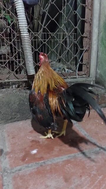 Gà tre trống làm cảnh . Mua bán Gà tại Huyện Gia Lâm Hà Nội được đăng bởi Quynh Tran hình 1