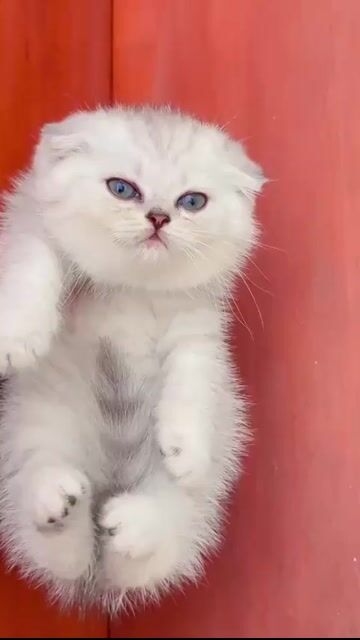 Mèo Aln silver tai cụp siêu béo. Mua bán Mèo tại Quận Hoàng Mai Hà Nội được đăng bởi Gia Linh hình 1