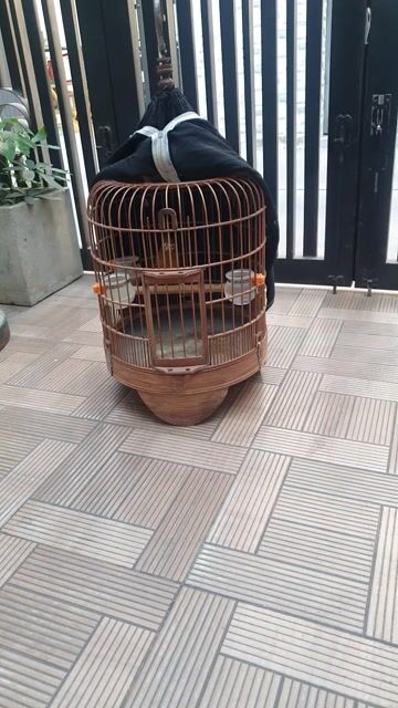 Chim chào mào Bổi lỡ cả bộ. Mua bán Chim tại Quận Bình Tân Tp Hồ Chí Minh được đăng bởi Vu Truong Duc Thien hình 1