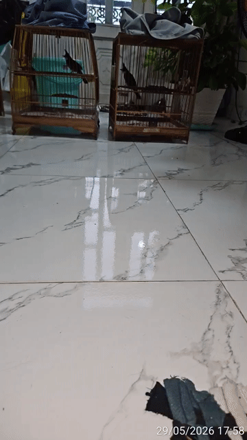 Chim chào mào 2 mùa. Mua bán Chim tại Quận Bình Tân Tp Hồ Chí Minh được đăng bởi Banh Trong Thu hình 1