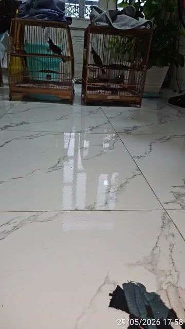 Chim chào mào 2 mùa. Mua bán Chim tại Quận Bình Tân Tp Hồ Chí Minh được đăng bởi Banh Trong Thu hình 1