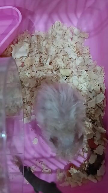 Hamster bear đực. Mua bán Thú cưng khác tại Quận Gò Vấp Tp Hồ Chí Minh được đăng bởi Ivan hình 1