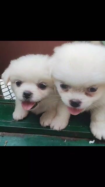 Chó cảnh Cái màu Trắng. Mua bán Chó tại Thành phố Biên Hòa Đồng Nai được đăng bởi Trang hình 1
