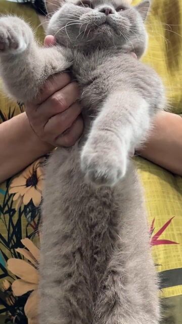 Mèo Anh lông ngắn Xám hồng Lilac Cái 9 tháng. Mua bán Mèo tại Quận 3 Tp Hồ Chí Minh được đăng bởi Hoàng Oanh hình 1