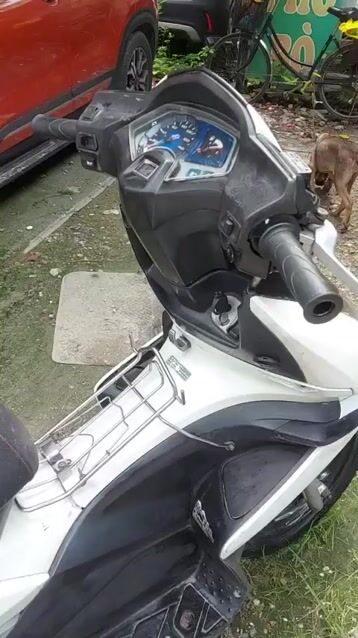 Bán xe Honda Airblade Thái mầu trắng chính chủ. Mua bán Xe máy tại Quận Hoàng Mai Hà Nội được đăng bởi hoàng lan hình 1