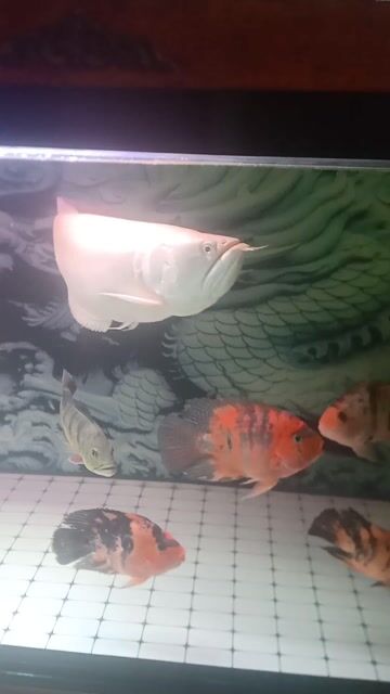 Cá Ngân AB Trên 70 cm 4 con. Mua bán Thú cưng khác tại Quận Bình Tân Tp Hồ Chí Minh được đăng bởi giau hình 1
