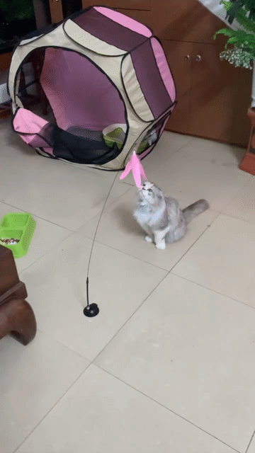 Mèo Tam thể cái đã tiêm phòng. Mua bán Mèo tại Thành phố Qui Nhơn Bình Định được đăng bởi Nguyễn Ngọc Thái Bình hình 1