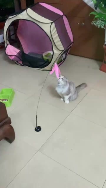 Mèo Tam thể cái đã tiêm phòng. Mua bán Mèo tại Thành phố Qui Nhơn Bình Định được đăng bởi Nguyễn Ngọc Thái Bình hình 1