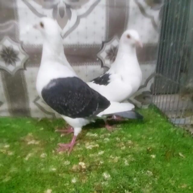 Hai mái cánh đen 10 lông chuẩn bị sinh sản. Mua bán Chim tại Quận Bình Tân Tp Hồ Chí Minh được đăng bởi VINH  hình 1