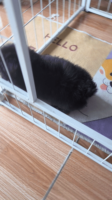 Chó Poodle Trắng Đen Thân thiện đã tiêm phòng. Mua bán Chó tại undefined Vĩnh Long được đăng bởi Minh Luan Huynh hình 1