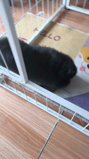 Chó Poodle Trắng Đen Thân thiện đã tiêm phòng. Mua bán Chó tại undefined Vĩnh Long được đăng bởi Minh Luan Huynh hình 1