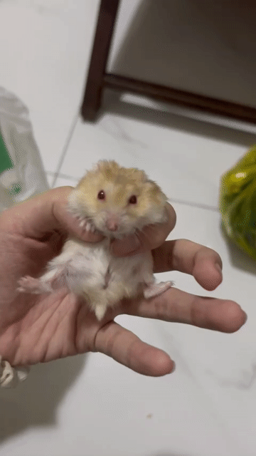 Chuột Hamster 4 con Trắng Nâu. Mua bán Thú cưng khác tại Quận Bình Tân Tp Hồ Chí Minh được đăng bởi Quang Nguyễn hình 1
