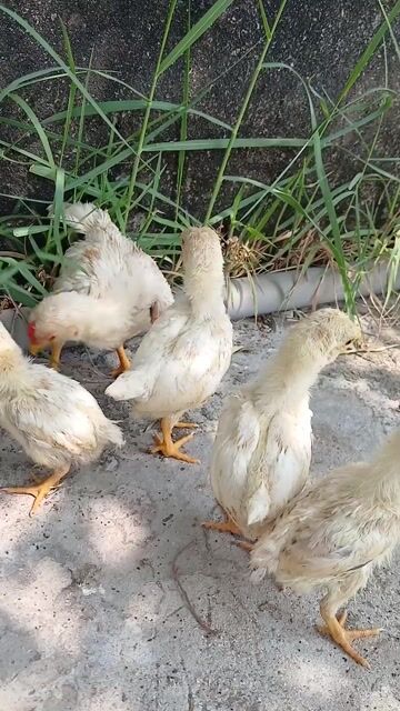 Gà tre Koshamo trắng. Mua bán Gà tại Huyện Đức Hòa Long An được đăng bởi trantu hình 1