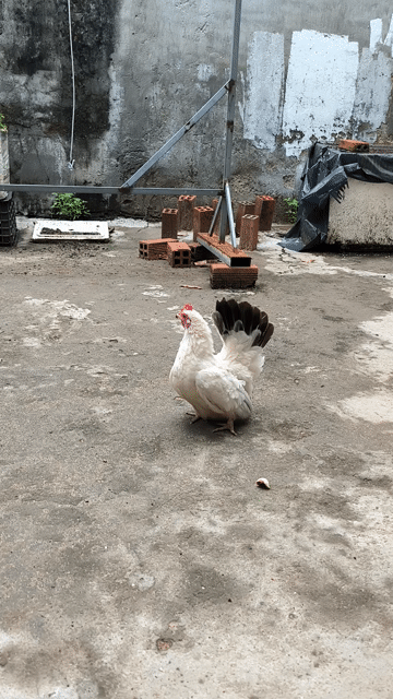 Gà tre Thái Chuối tuyết Mái. Mua bán Gà tại Huyện Nhà Bè Tp Hồ Chí Minh được đăng bởi Trần Tâm hình 1