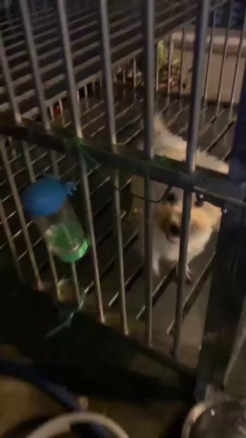 Thanh lý rẻ ❤️💙💚 Poodle thuần chủng. Mua bán Chó tại Quận 8 Tp Hồ Chí Minh được đăng bởi Cửa Hàng Thanh Lý Đồ Cũ Mới hình 1