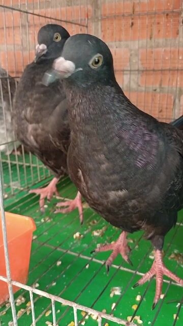 Gà giống đen hơn 2 tháng. Mua bán Chim tại Huyện Đức Hòa Long An được đăng bởi phat tran hình 1