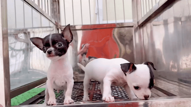 Chó Chihuahua Đực Cái Đen Trắng 2 tháng. Mua bán Chó tại Quận Gò Vấp Tp Hồ Chí Minh được đăng bởi Biên Nguyên hình 1