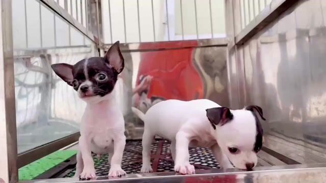 Chó Chihuahua Đực Cái Đen Trắng 2 tháng. Mua bán Chó tại Quận Gò Vấp Tp Hồ Chí Minh được đăng bởi Biên Nguyên hình 1