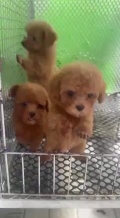 Poodle đủ màu. Mua bán Chó tại Quận Bình Tân Tp Hồ Chí Minh được đăng bởi Thú Cưng Sài Gòn hình 1