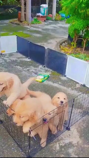 Chó Golden đủ màu sắc đâm/nhạt 20bé. Mua bán Chó tại Quận Tân Phú Tp Hồ Chí Minh được đăng bởi Thy thy hình 1