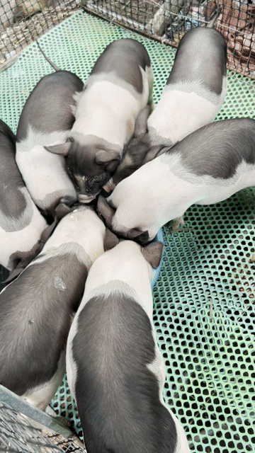 Heo Móng Cái 6-7kg Đen trắng. Mua bán Thú cưng khác tại Quận 12 Tp Hồ Chí Minh được đăng bởi Đại Farm hình 1