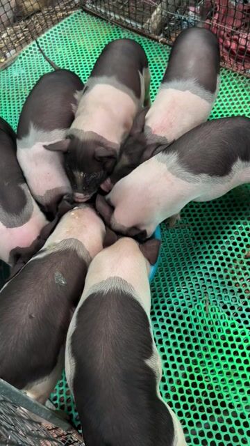 Heo Móng Cái 6-7kg Đen trắng. Mua bán Thú cưng khác tại Quận 12 Tp Hồ Chí Minh được đăng bởi Đại Farm hình 1