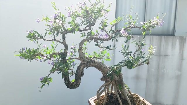 Bonsai Linh sam Sông Hinh đang ra hoa. Mua bán Cây cảnh, đồ trang trí tại Quận Gò Vấp Tp Hồ Chí Minh được đăng bởi Bình Minh hình 1